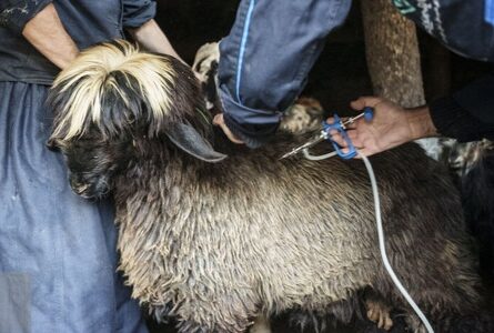 آغاز واکسیناسیون آبله دامی در شهرستان‌های ایرانشهر و بمپور
