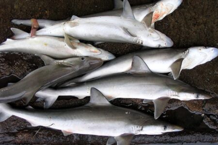 کشف ۱۰ کوسه ماهی از یک خودرو یخچال دار در سیستان و بلوچستان