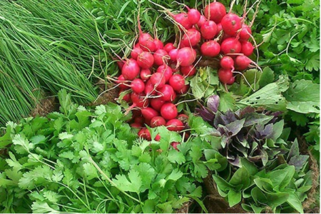 خاش قطب سبز سیستان و بلوچستان | تولید سالانه بیش از ۲ هزار تُن سبزی در دل کویر