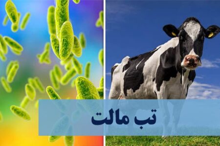 تب مالت بیماری خاموش اما خطرناک در کمین دامداران و خانواده‌ها