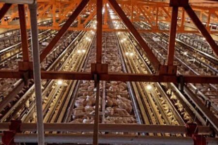 فروپاشی صنعت تخم‌مرغ در سیستان و بلوچستان زیر سایه بی‌توجهی جهاد کشاورزی / “عسل طلایی” تنها بازمانده یک صنعت در حال انقراض